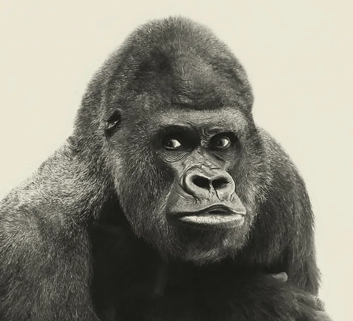 Monkey Man, bananenexpert